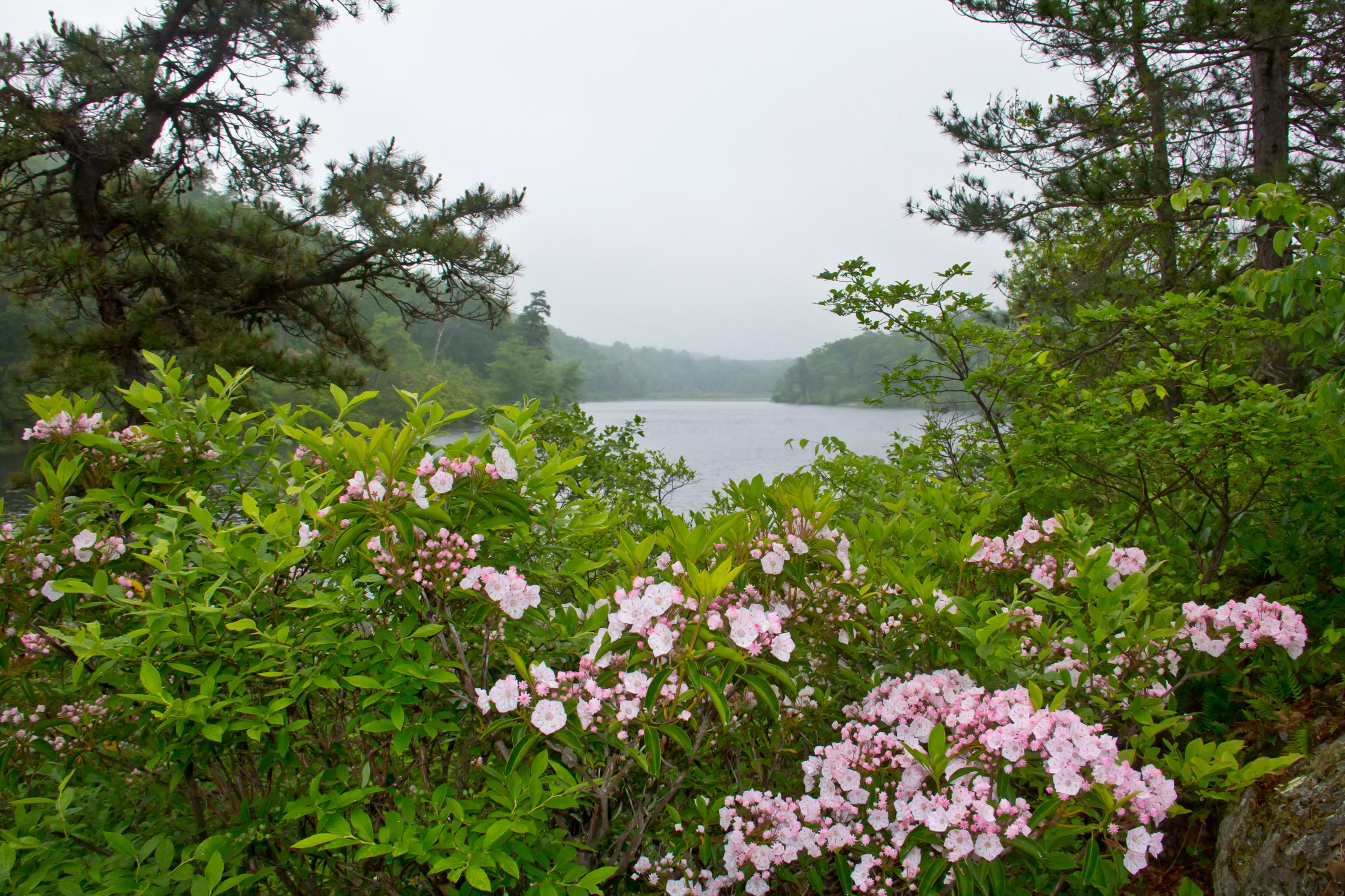 view of pond with pink mountain laurel flowers in the foreground