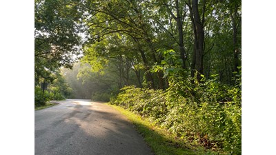 A road winds through woodland in early morning light.