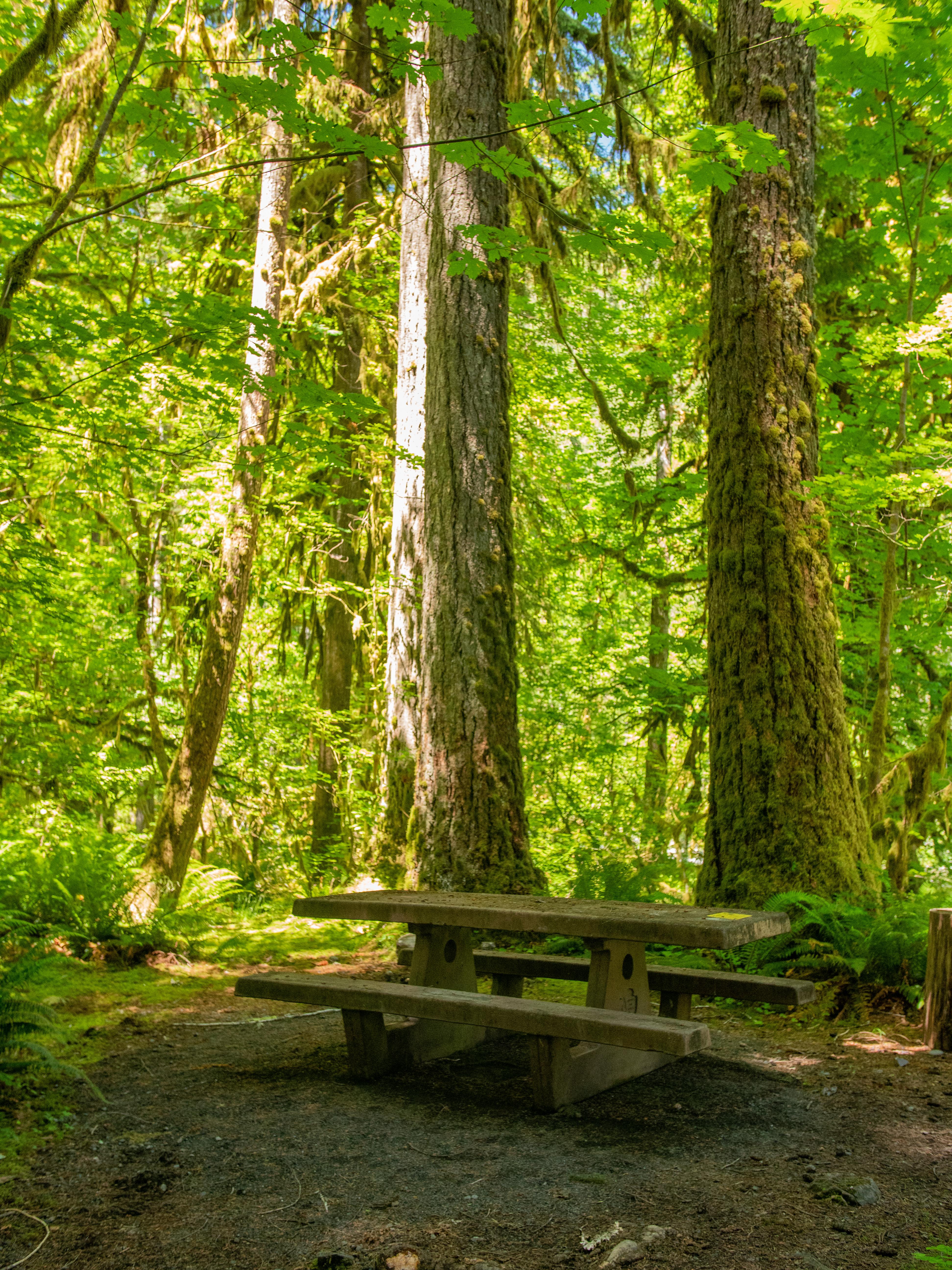 A campsite with a picnic table among tall trees.