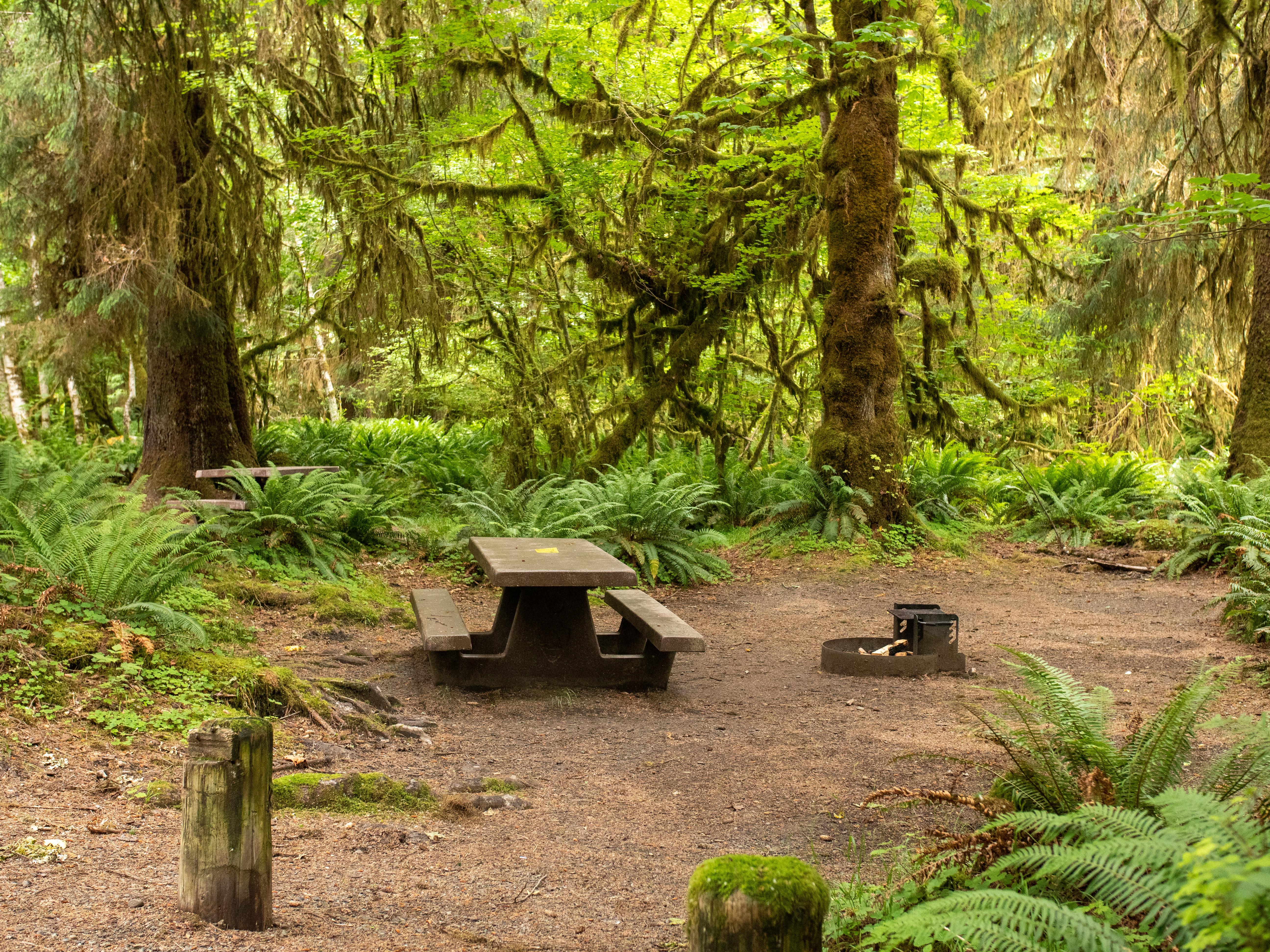 A campsite with picnic table surrounded by mossy trees and ferns.