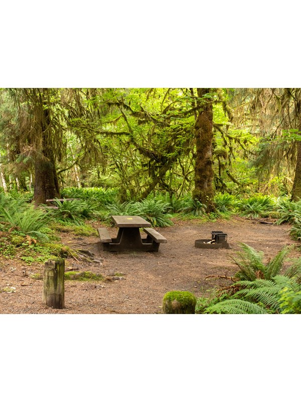 A campsite with picnic table surrounded by mossy trees and ferns.