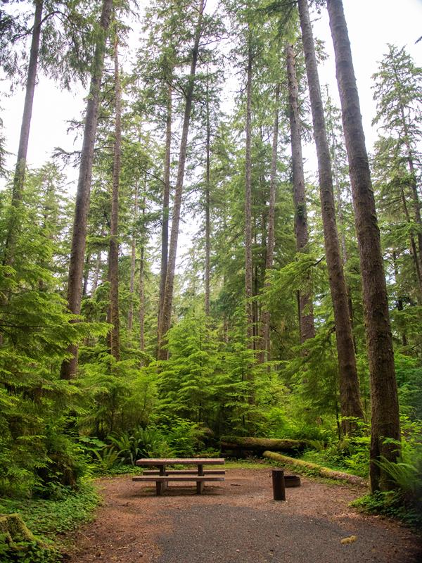 A campsite with picnic table among very tall trees.