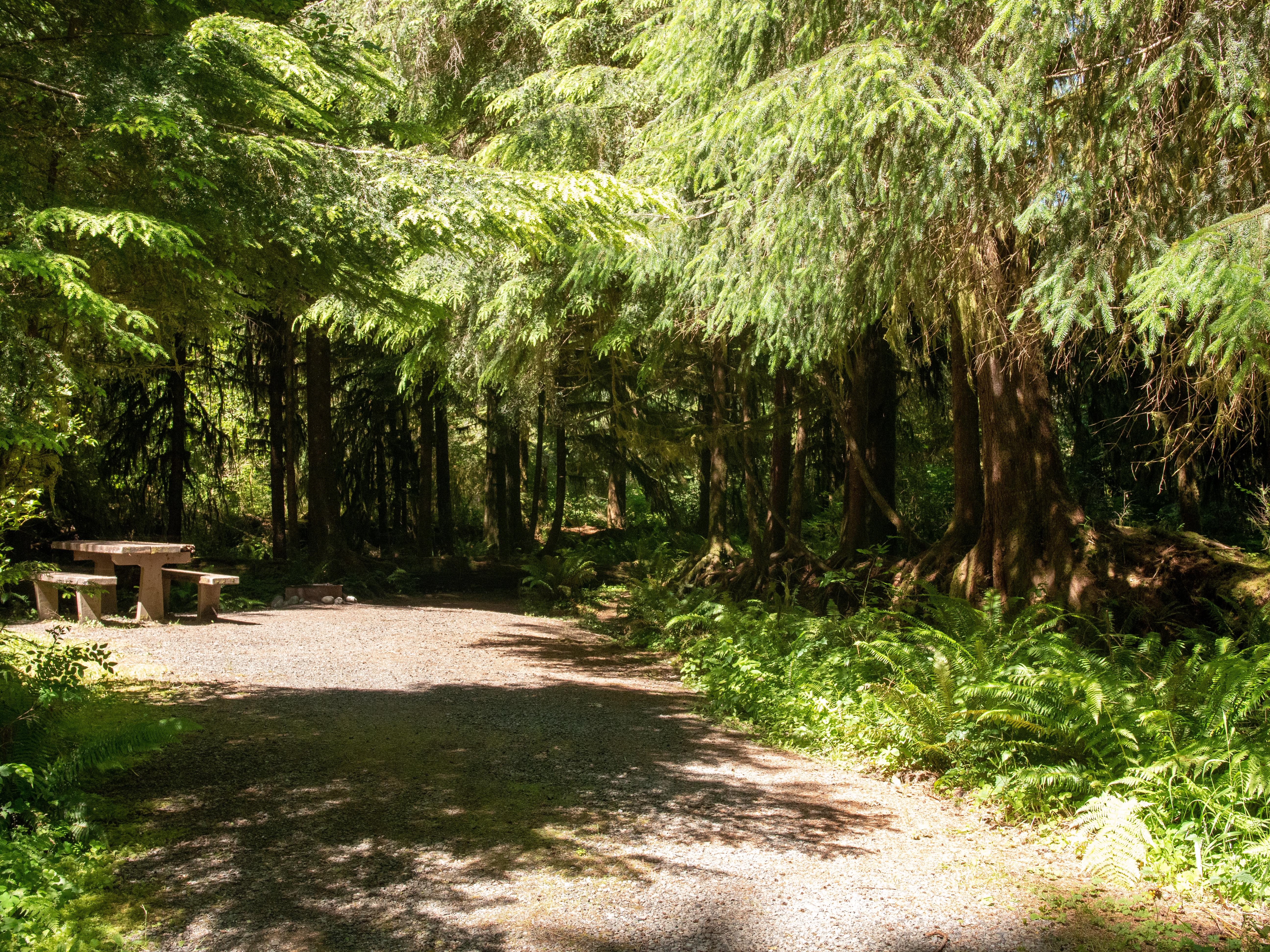 A campsite with picnic table nestled among conifer trees and ferns.