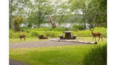 Two deer passing through a grassy campsite with a picnic table. A lake is visible through the trees.