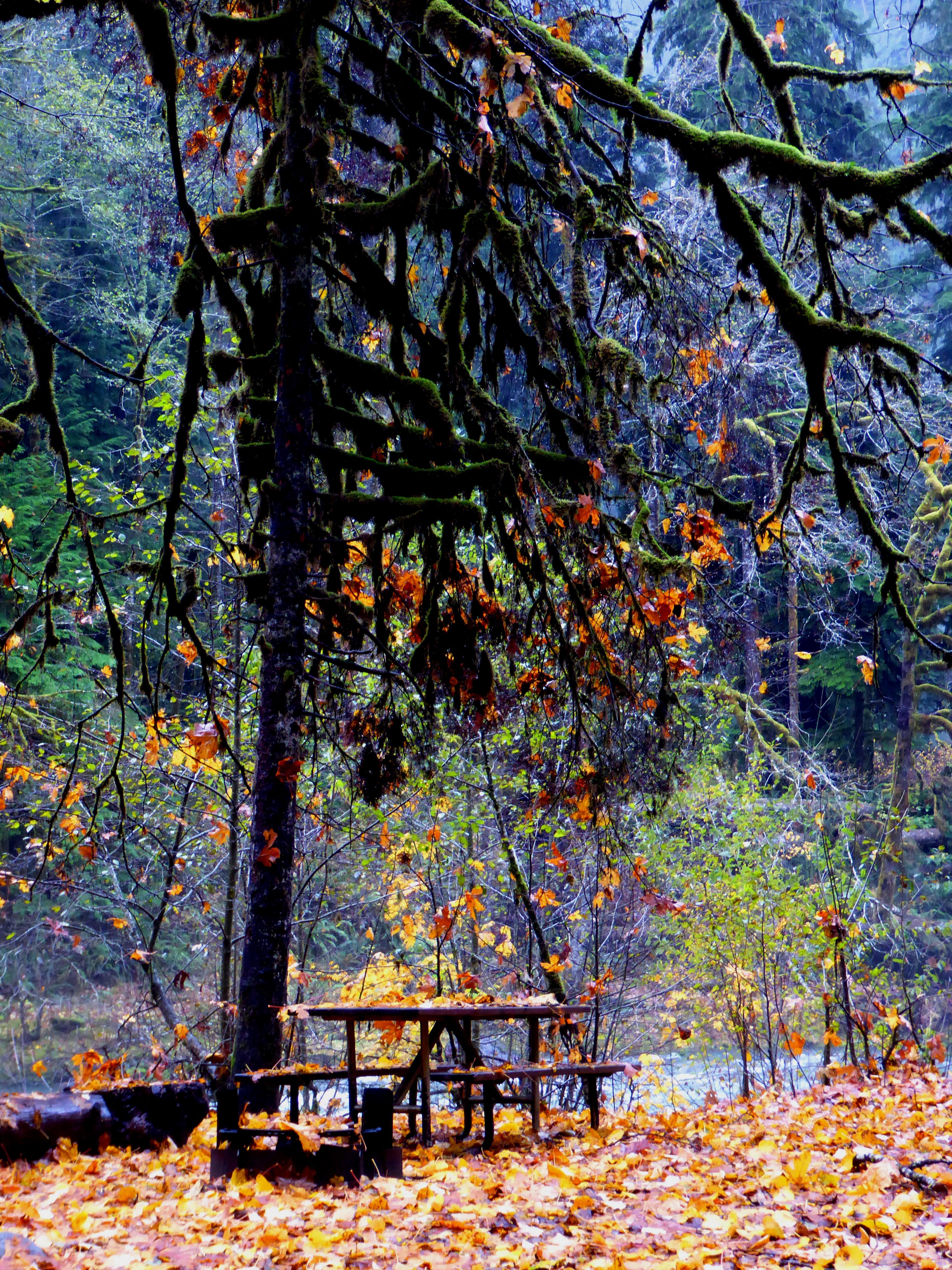 A riverside campsite with many large, yellow maple leaves.