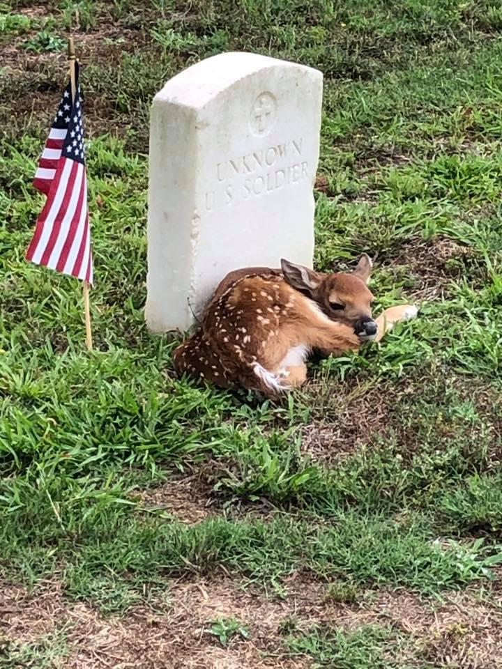 A spotted white-tailed deer fawn is curled up at the base of a headstone near a small US flag