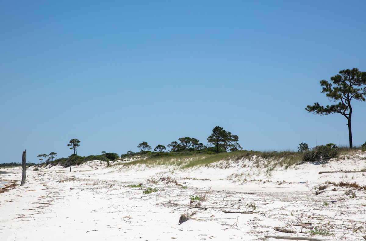 White sand and greenery