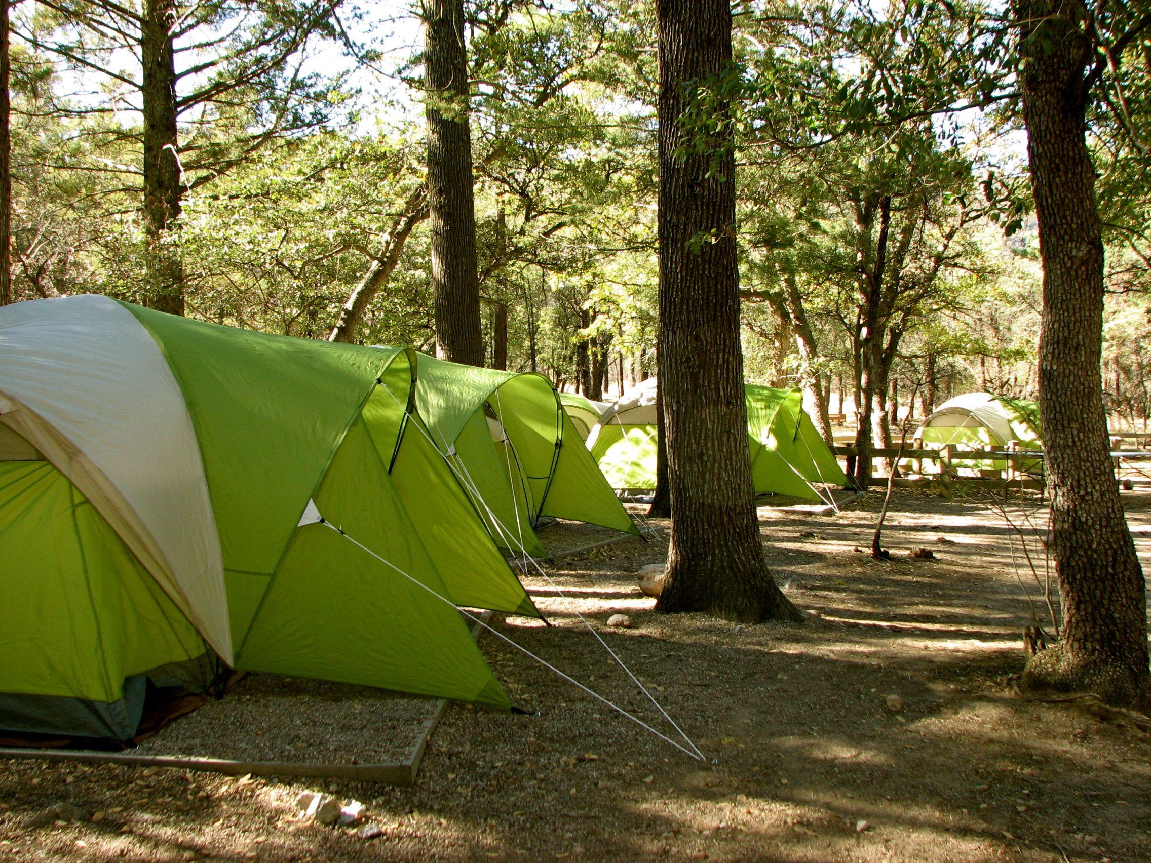 Tents set up under pine trees