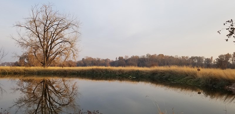 Fall at Whitman Mission A tree reflected in a pond with more trees and a field of golden tall grass in the background
