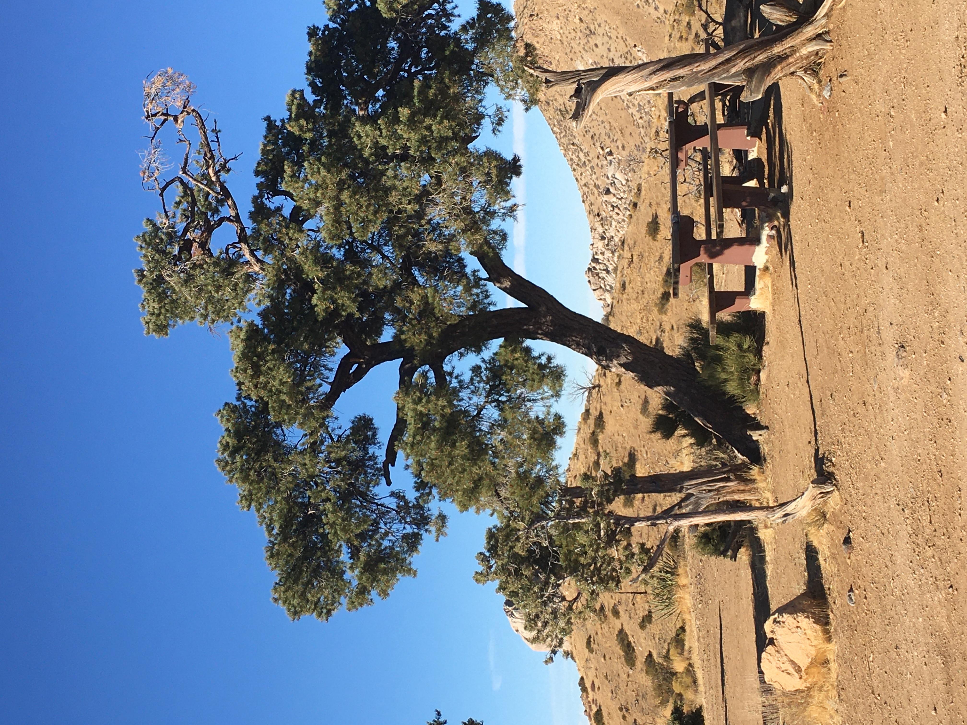 A campsite at Mid Hills Campground featuring a tree, fire pit, and picnic table