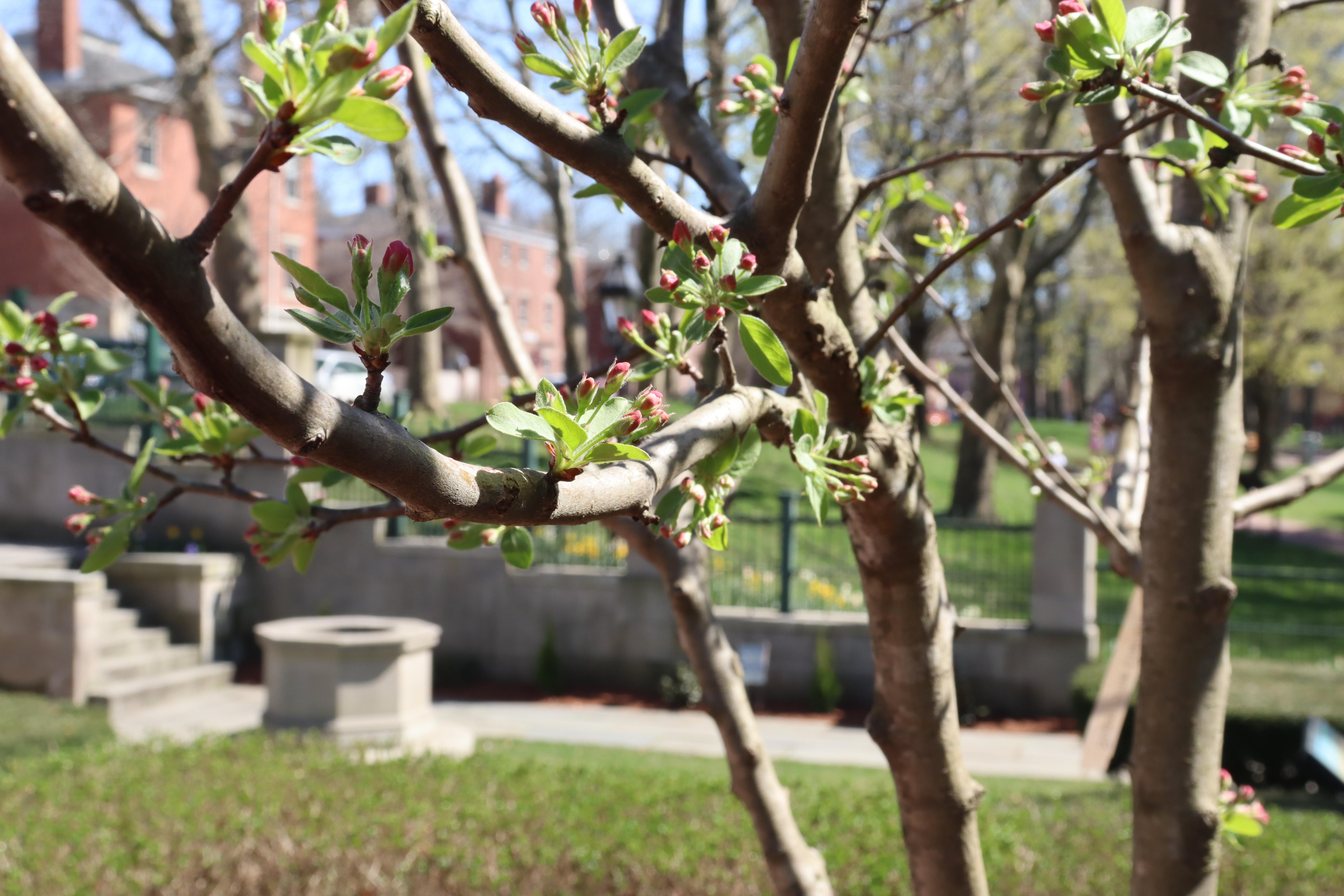 View of the historic well through crabapple trees