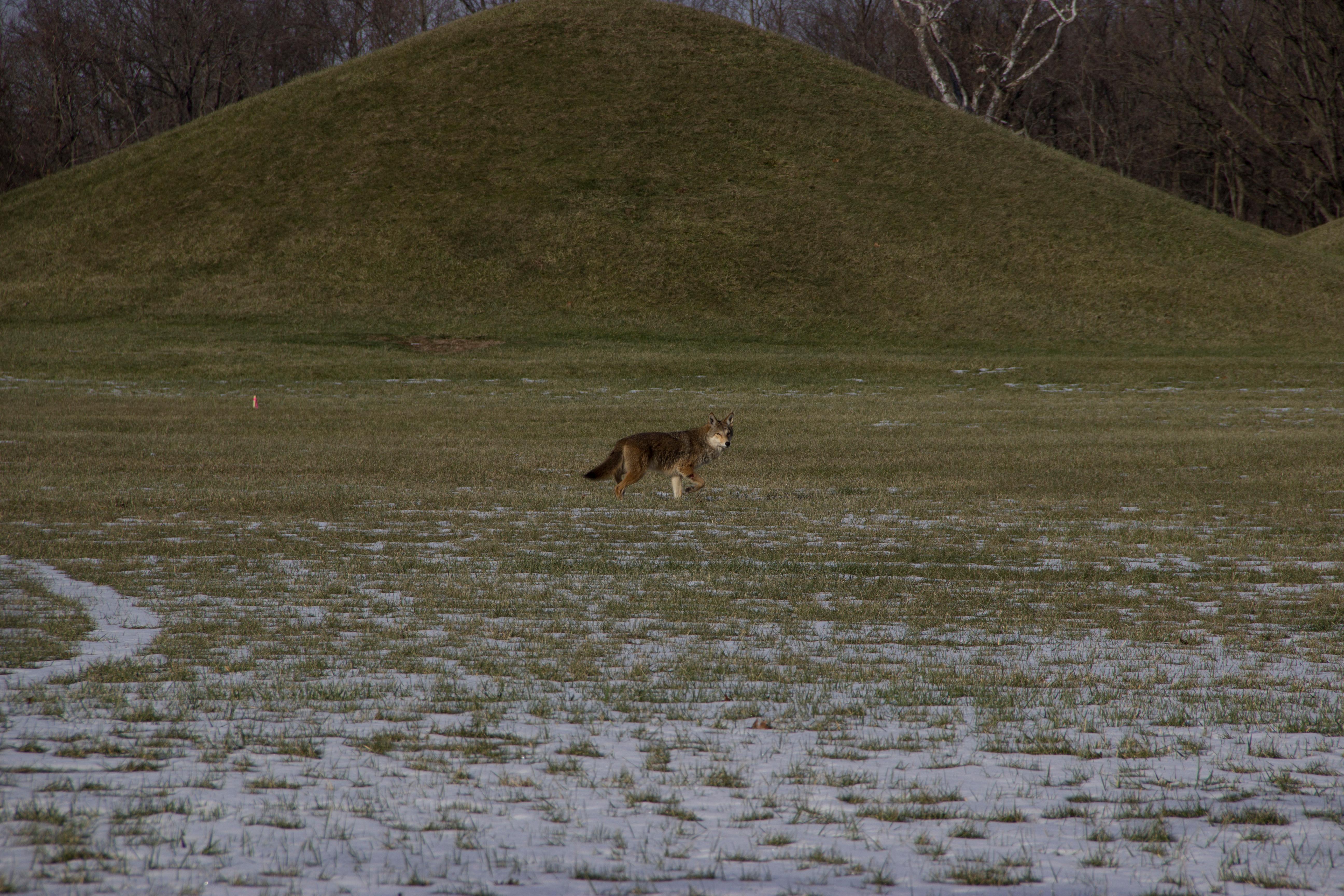 A gray coyote begins walking in the grass in front of a grass-covered mound