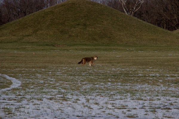 A gray coyote begins walking in the grass in front of a grass-covered mound