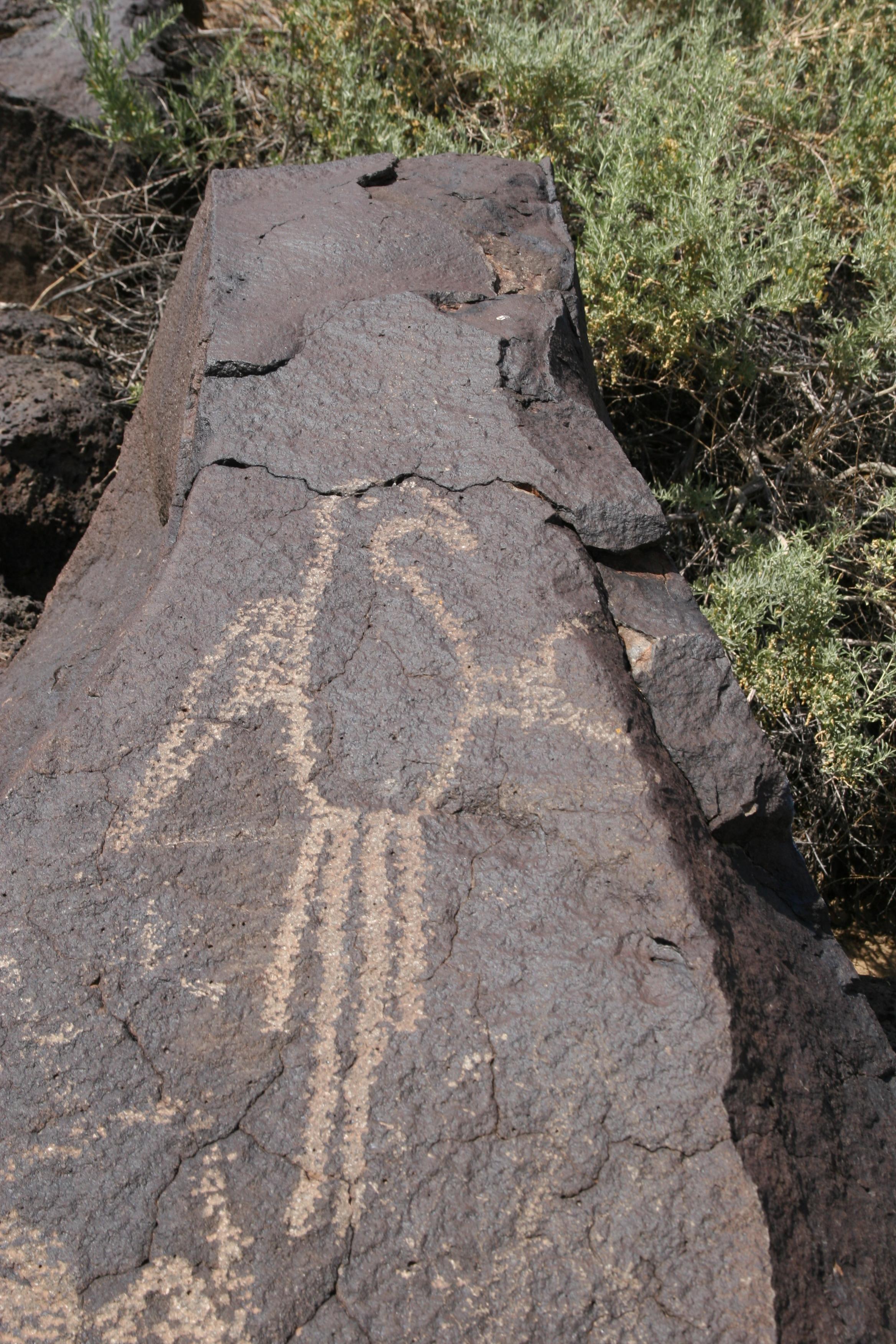 Petroglyph of a macaw parrot along the Macaw Trail in Boca Negra Canyon.