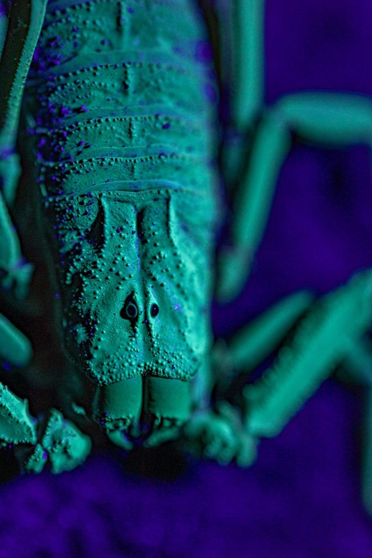 Macro photography of a Scorpion 