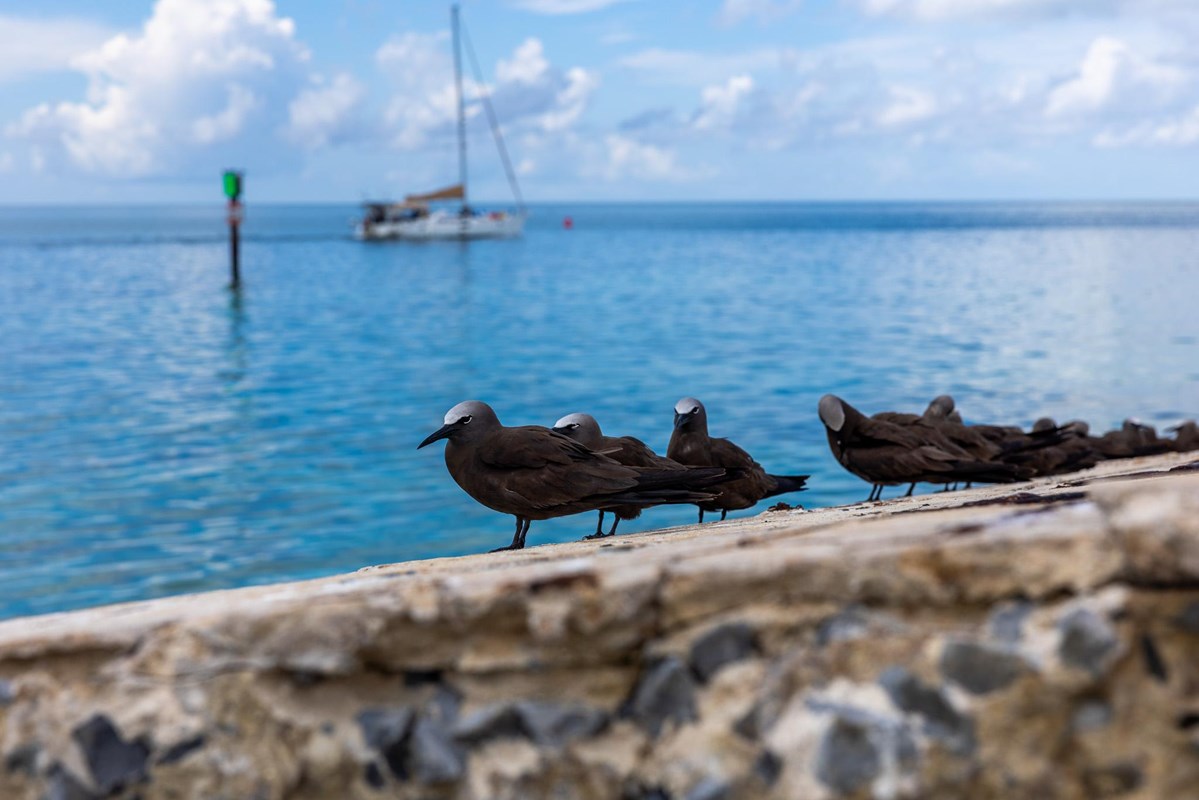 Several brown noddies rest on a stone seawall beside blue water, with a sailboat in the distance.
