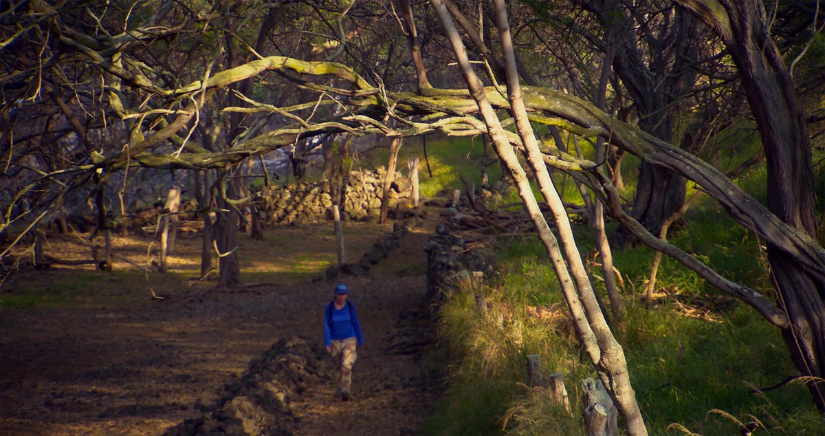 Photograph of woman walking along a segment of trail underneath a shaded tree canopy