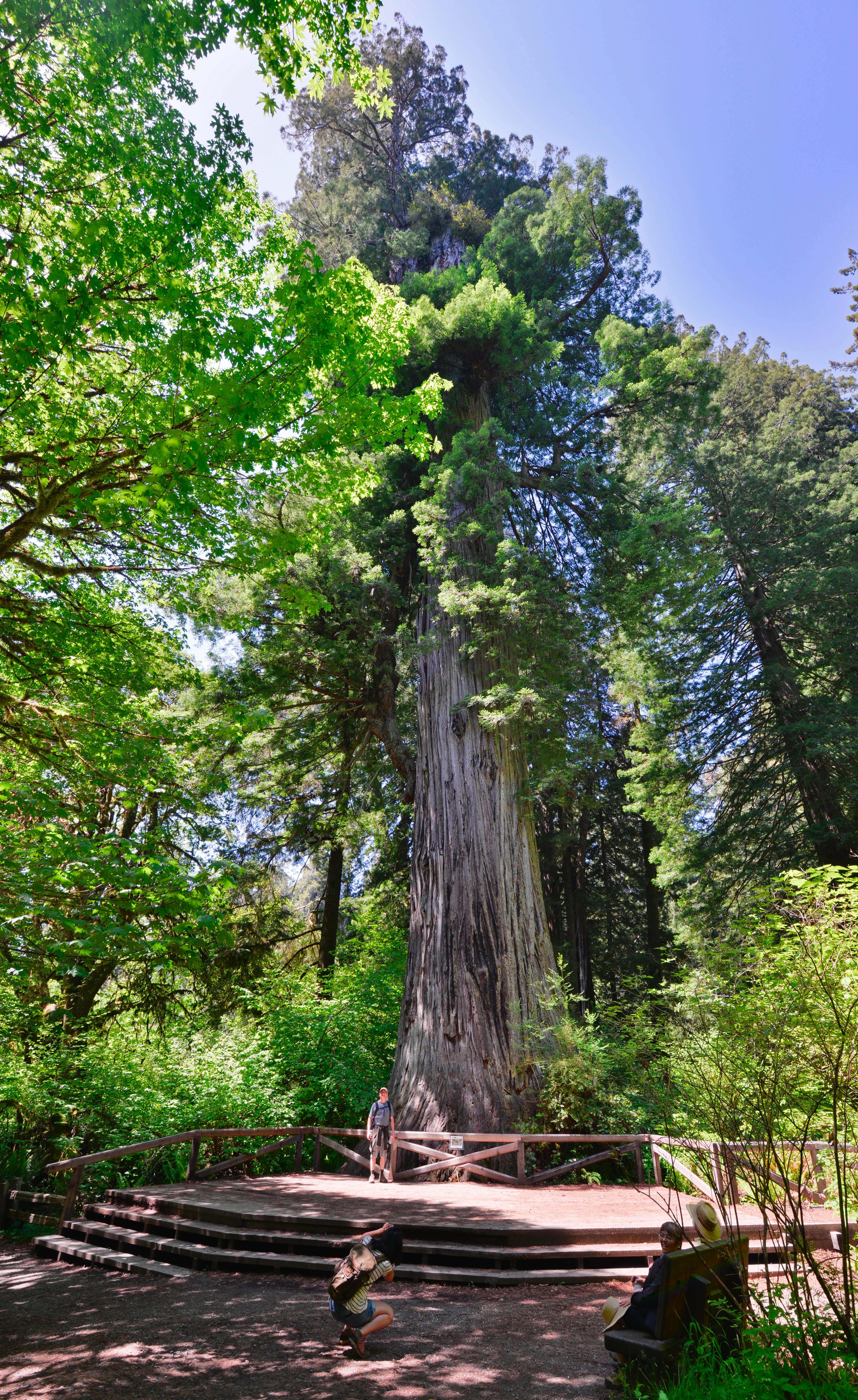 Visitors pose with one of the widest Redwood trees.
