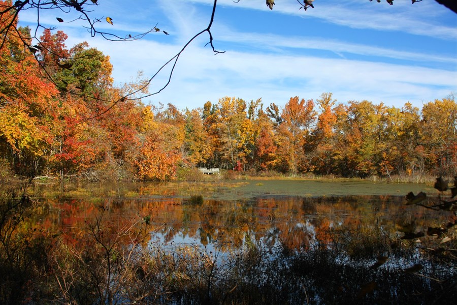 Trees with colorful autumn leaves surround a large pond and reflect off of its surface.