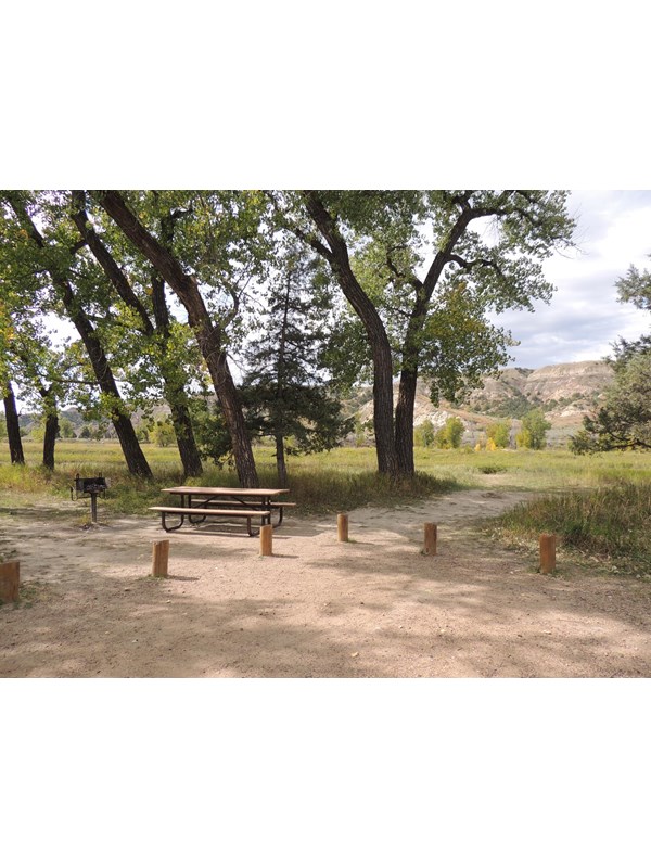 A campsite beneath cottonwood trees with an open field and buttes in the distance.