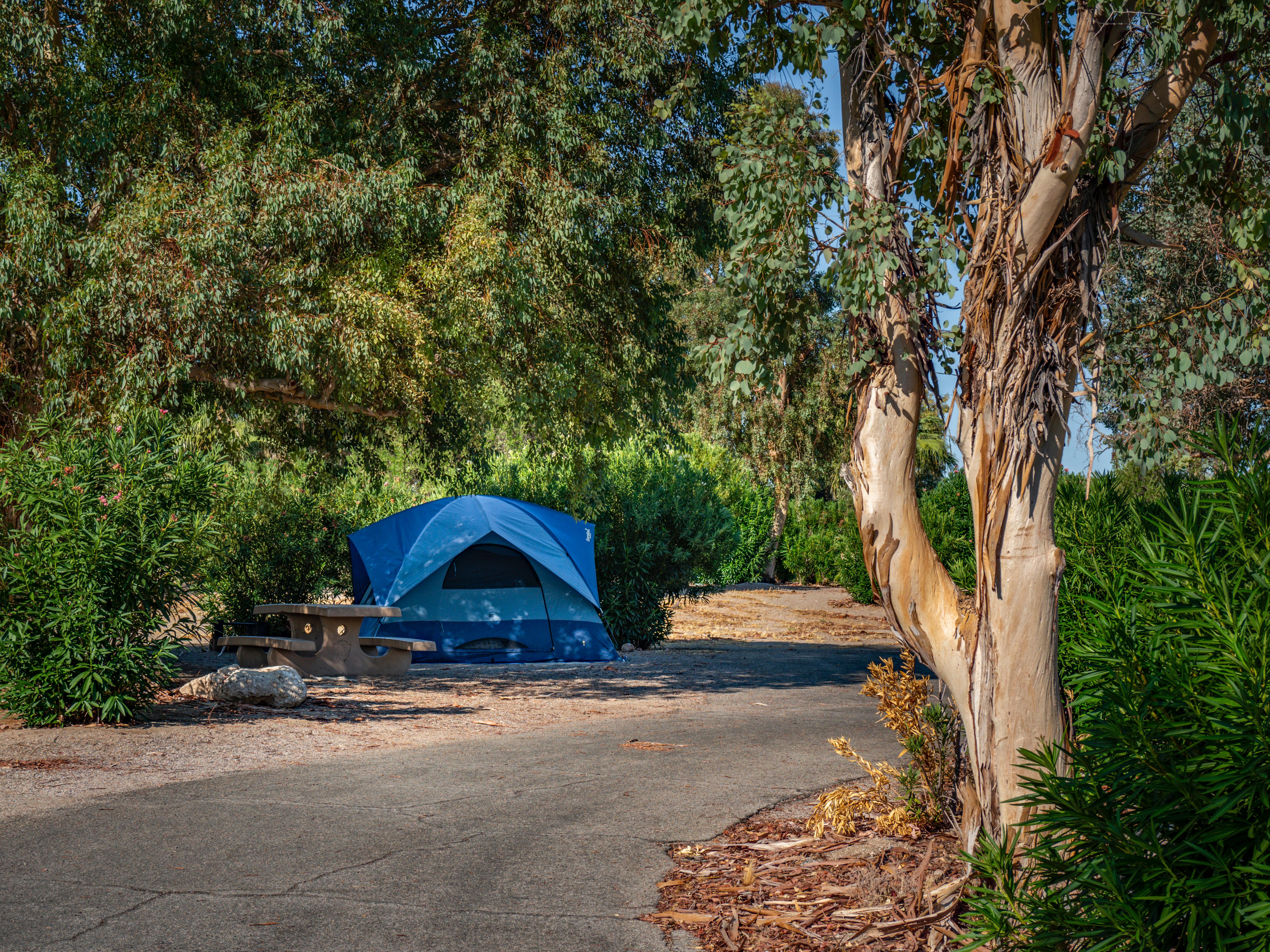 Desert campground with a tent and vegetation.