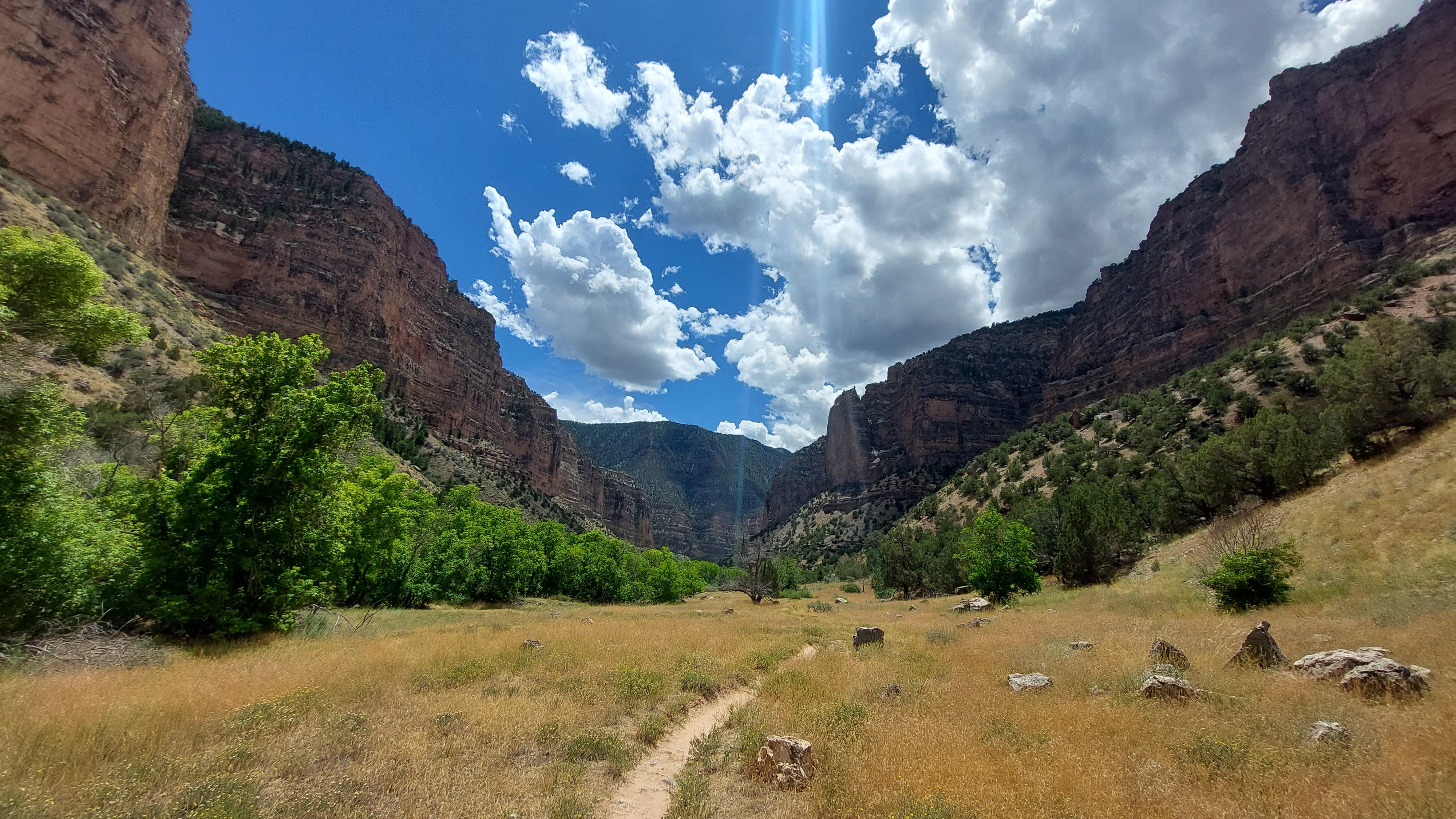 A large sandstone canyon with golden grasses and green trees growing inside.