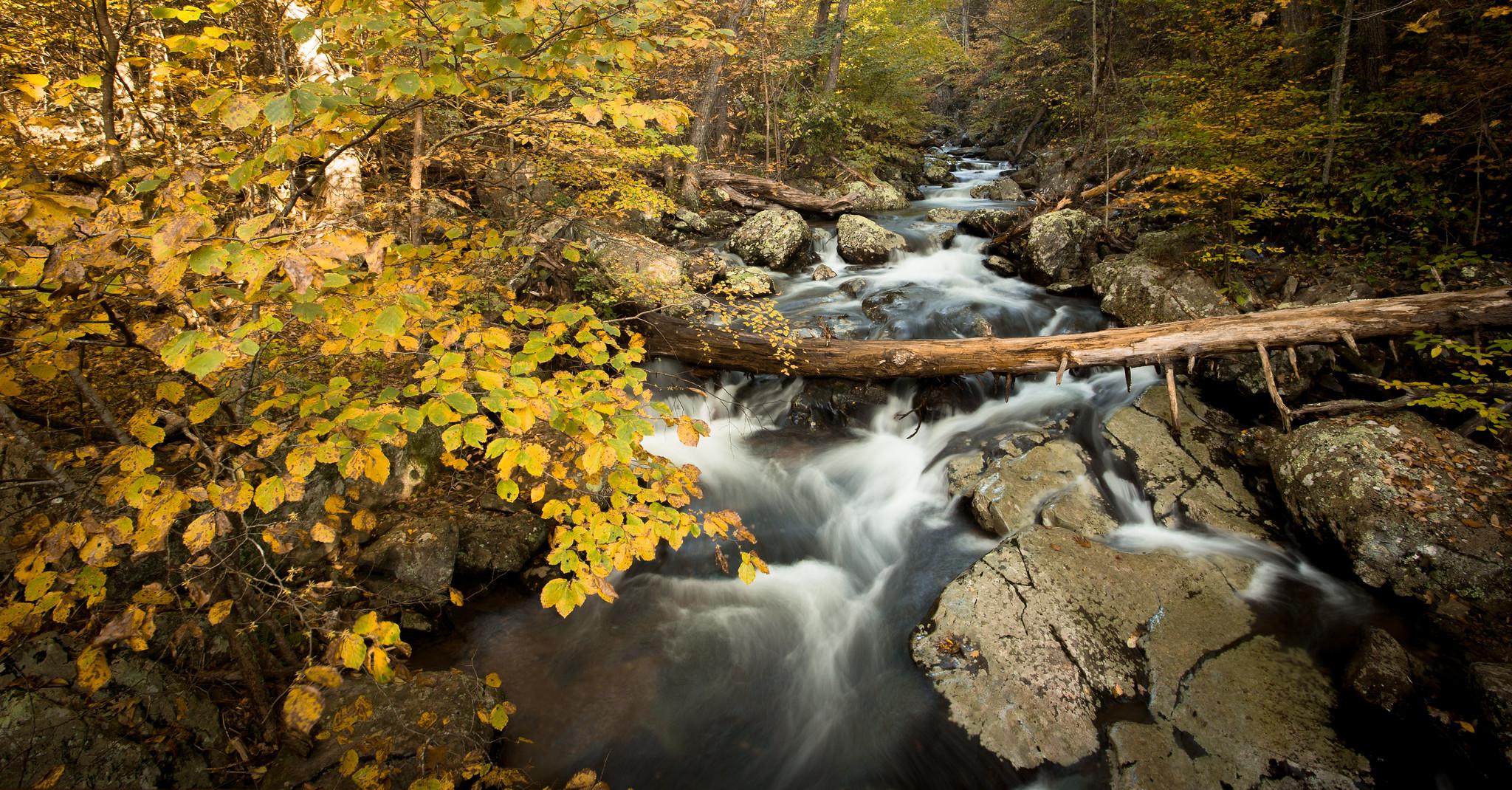 A river navigates through an autumn forest.