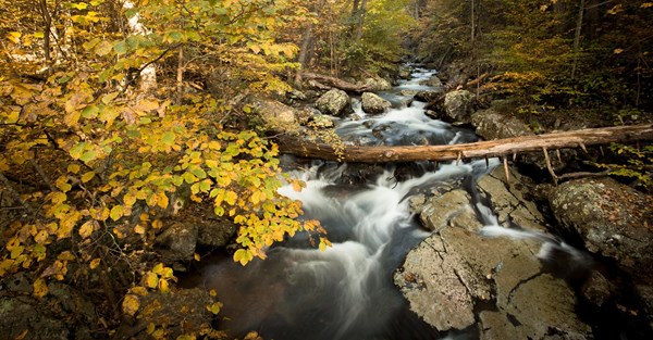 A river navigates through an autumn forest.