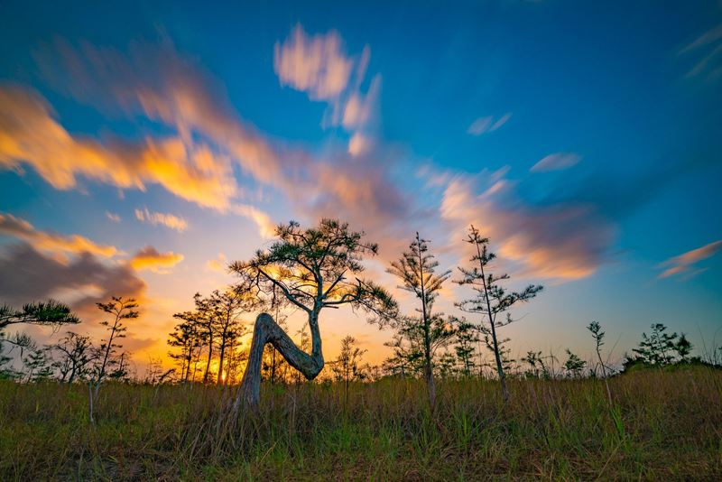 Florida landscape