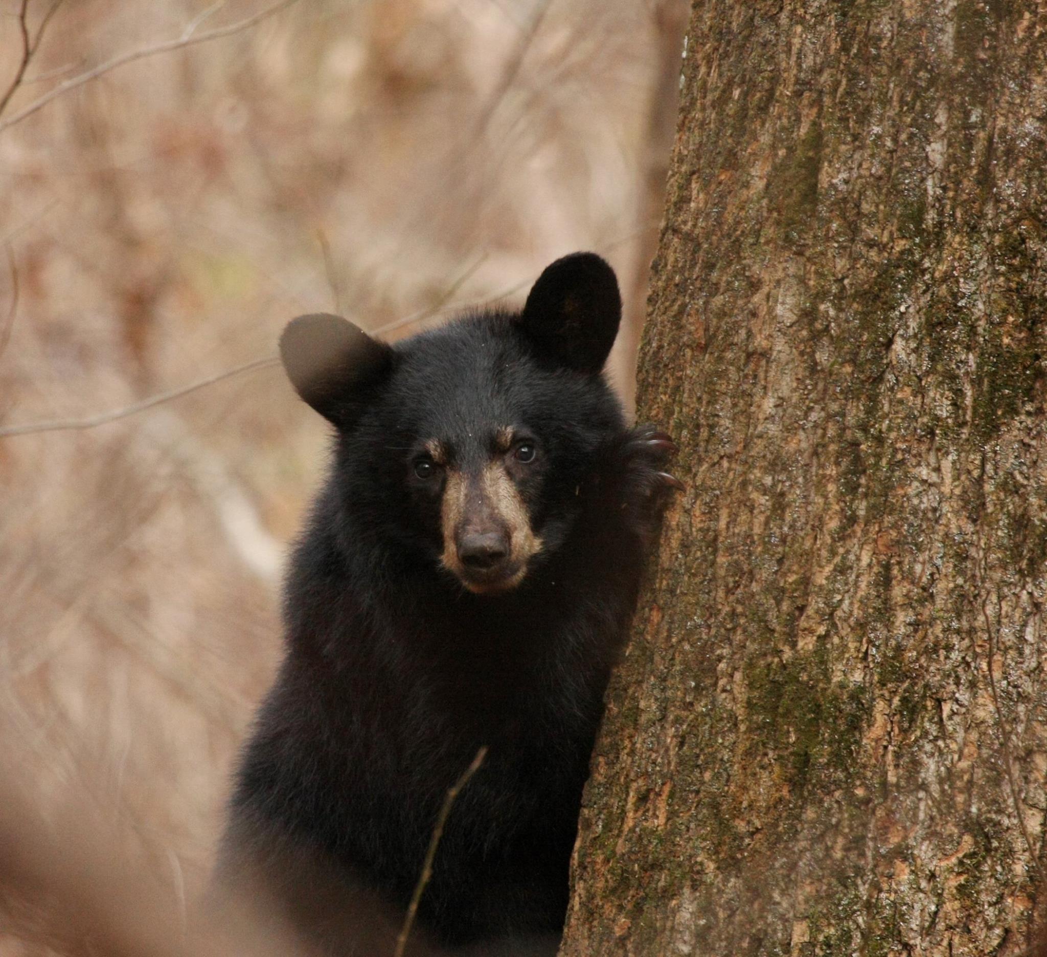 American Black Bear
