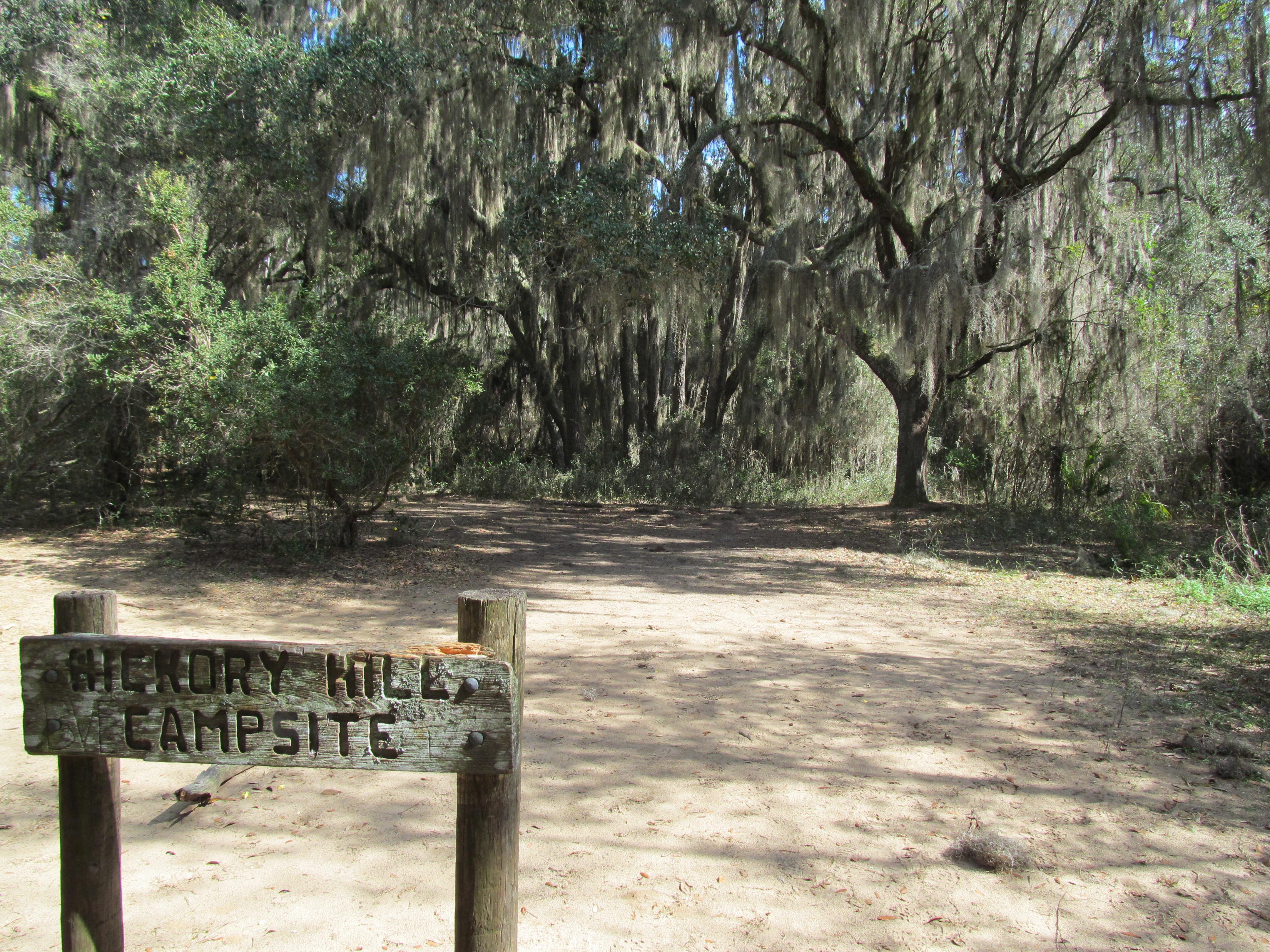 open campsite under live oak canopy