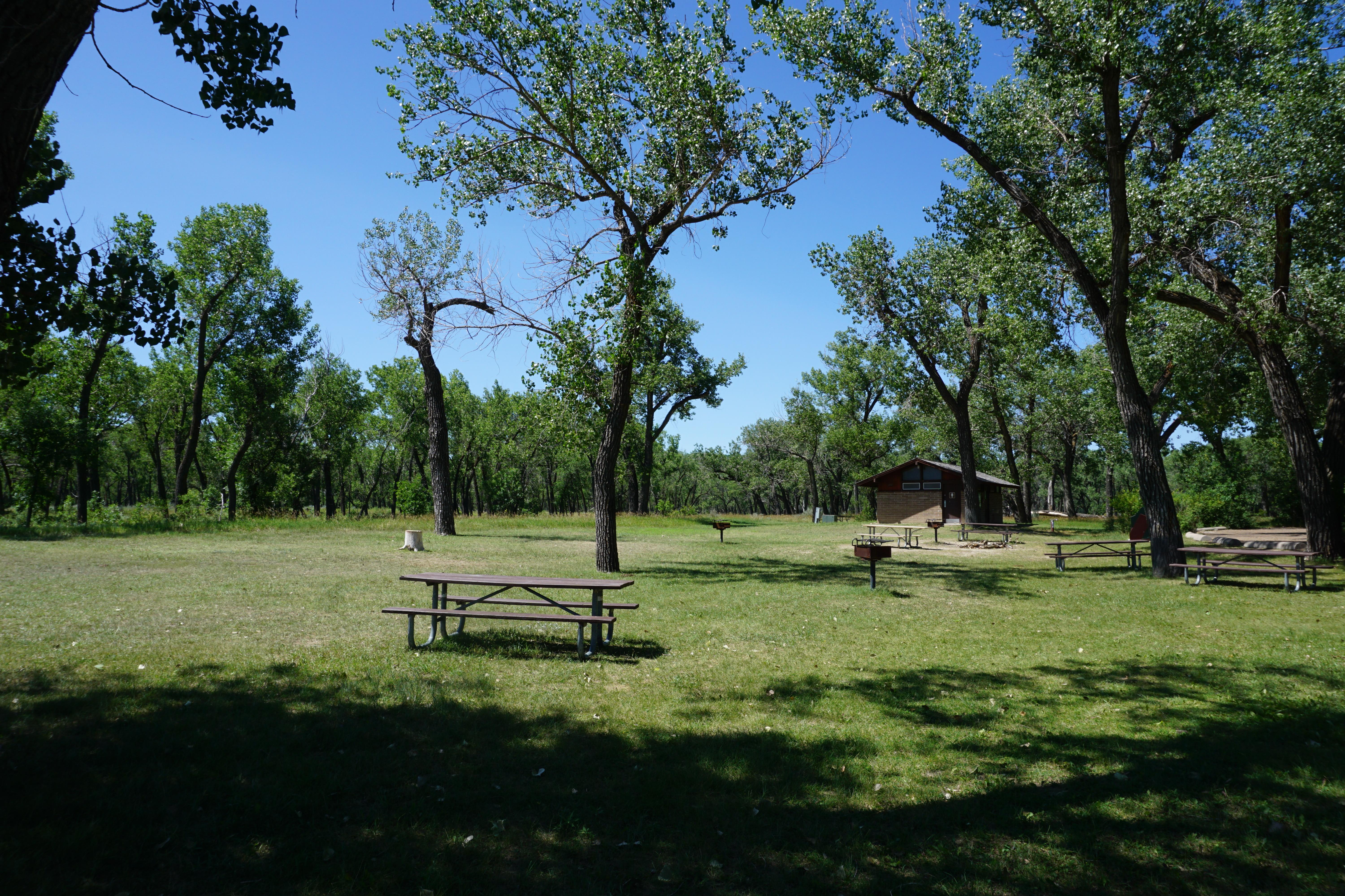 A green lawn interspersed with spindly cottonwood trees with picnic tables, grills, and a restroom.