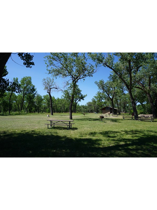 A green lawn interspersed with spindly cottonwood trees with picnic tables, grills, and a restroom.