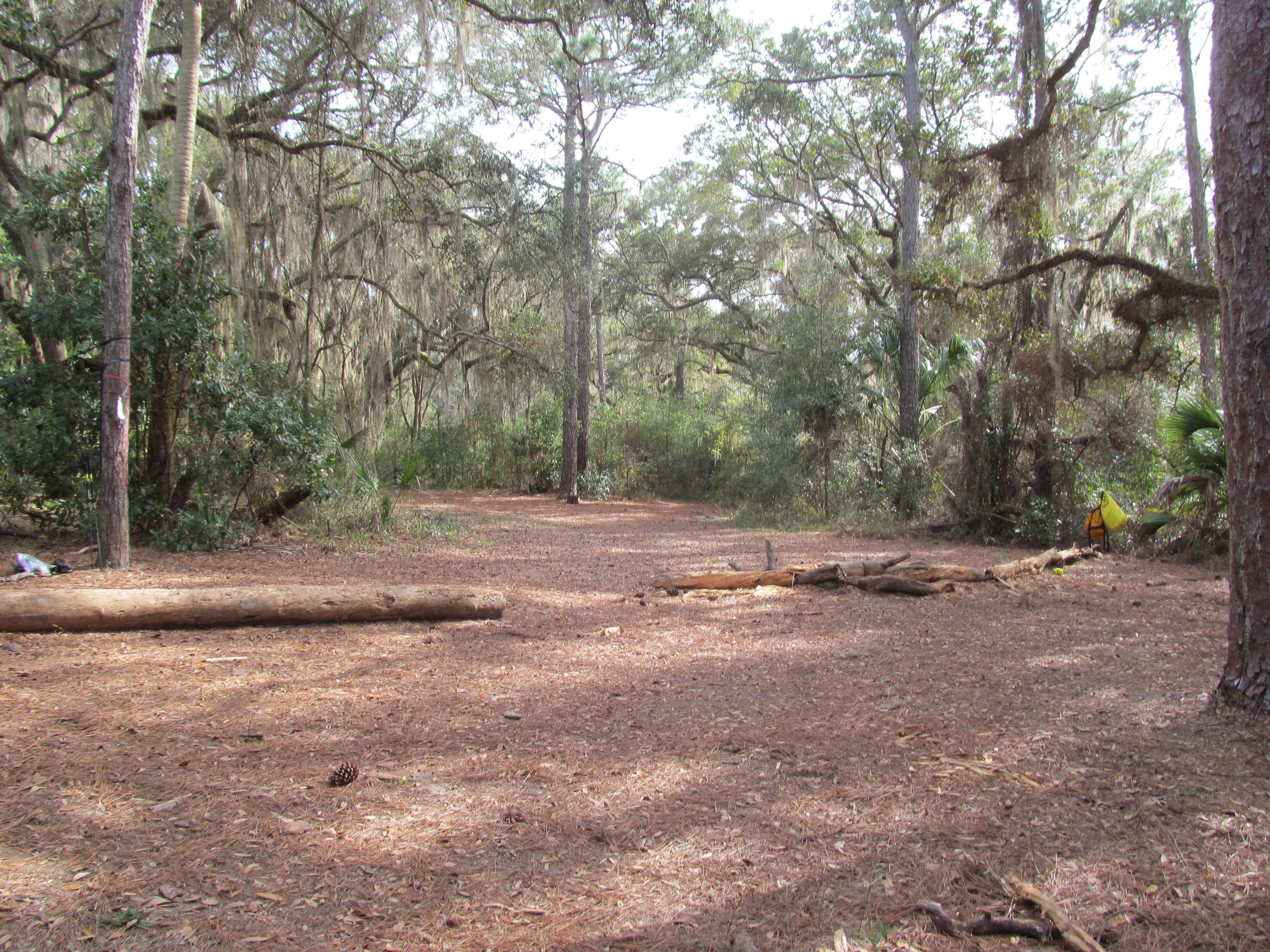 Open pine needle covered ground surrounded by live oaks, pines, and palmettos