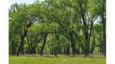 A dense stand of dark, arcing tree trunks support bright green leaves in this sunny scene.