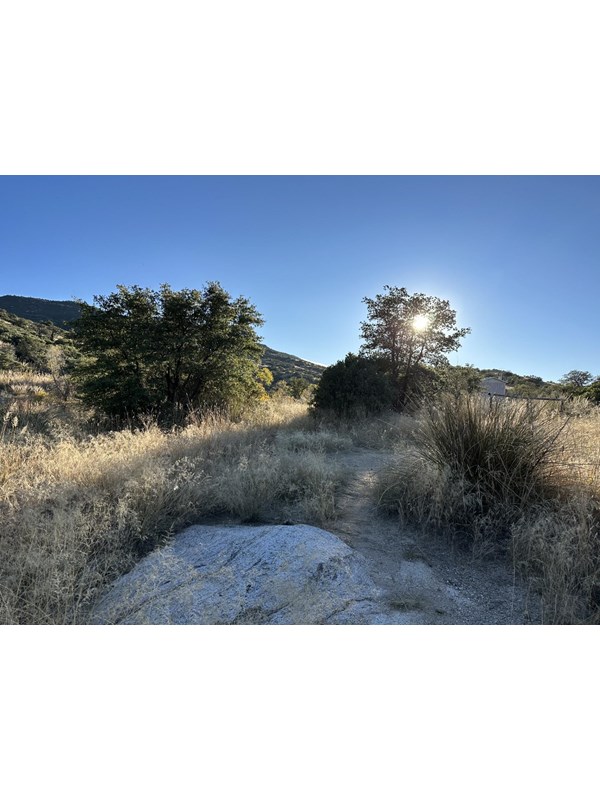 Horizontal image. A flat boulder sits in front of the camera, surrounded by dry grass and trees.