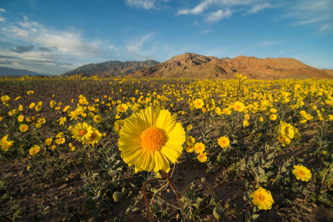 a field of yellow flowers with a mountain