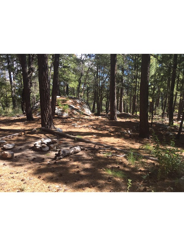 A small fire ring in the lower left, with sitting logs around it. All around is a forest of trees.