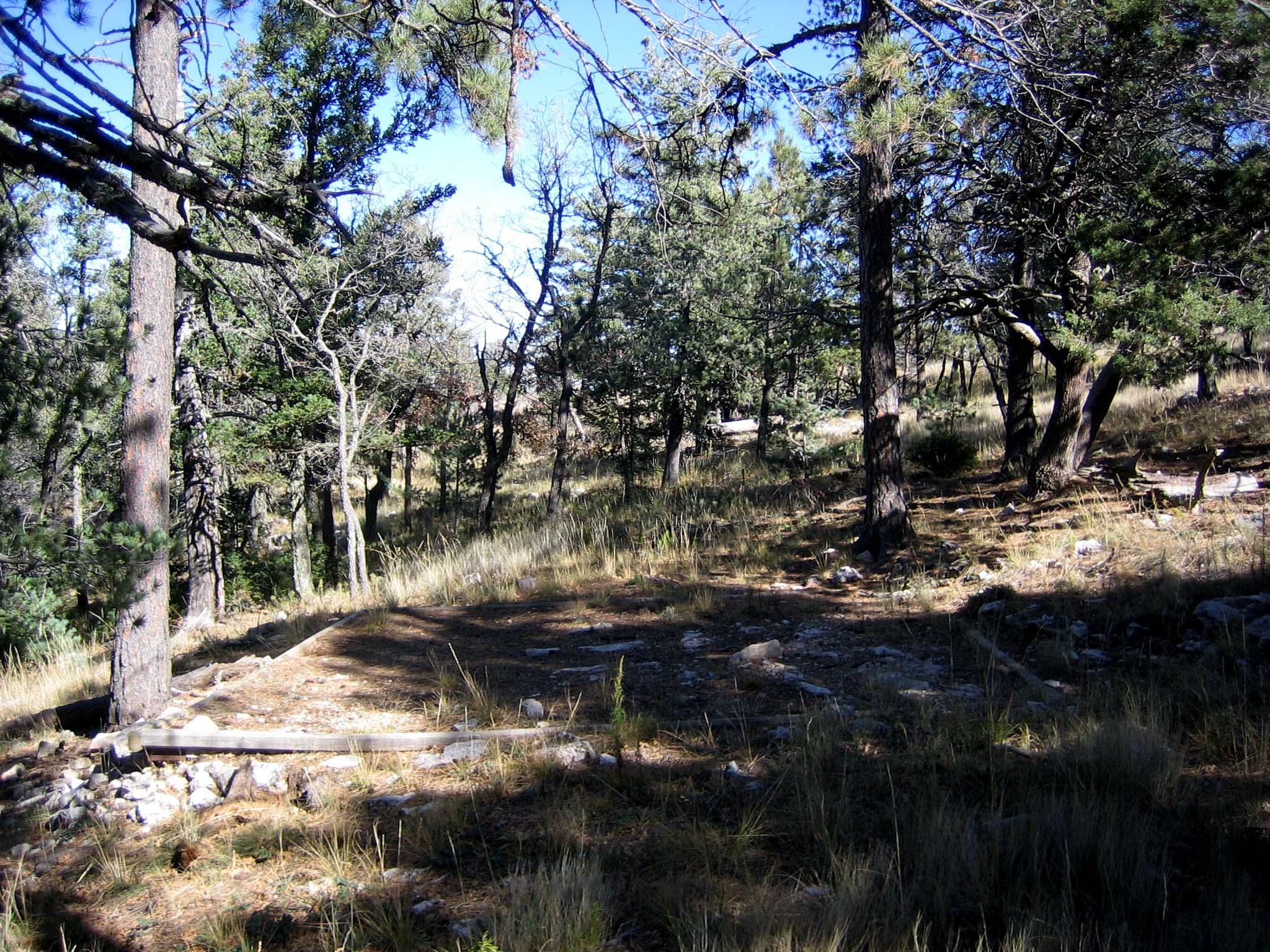 A hardened surface for tent in a forest