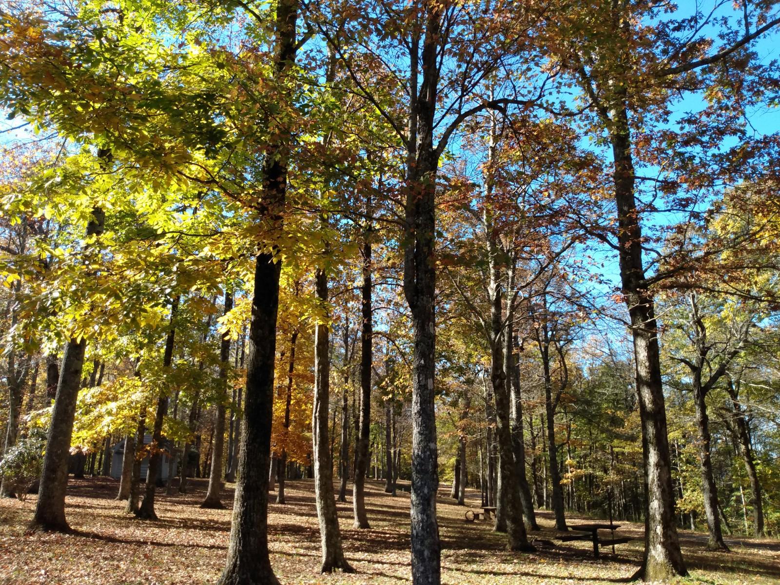 Trees with golden leaves in a forest in autumn