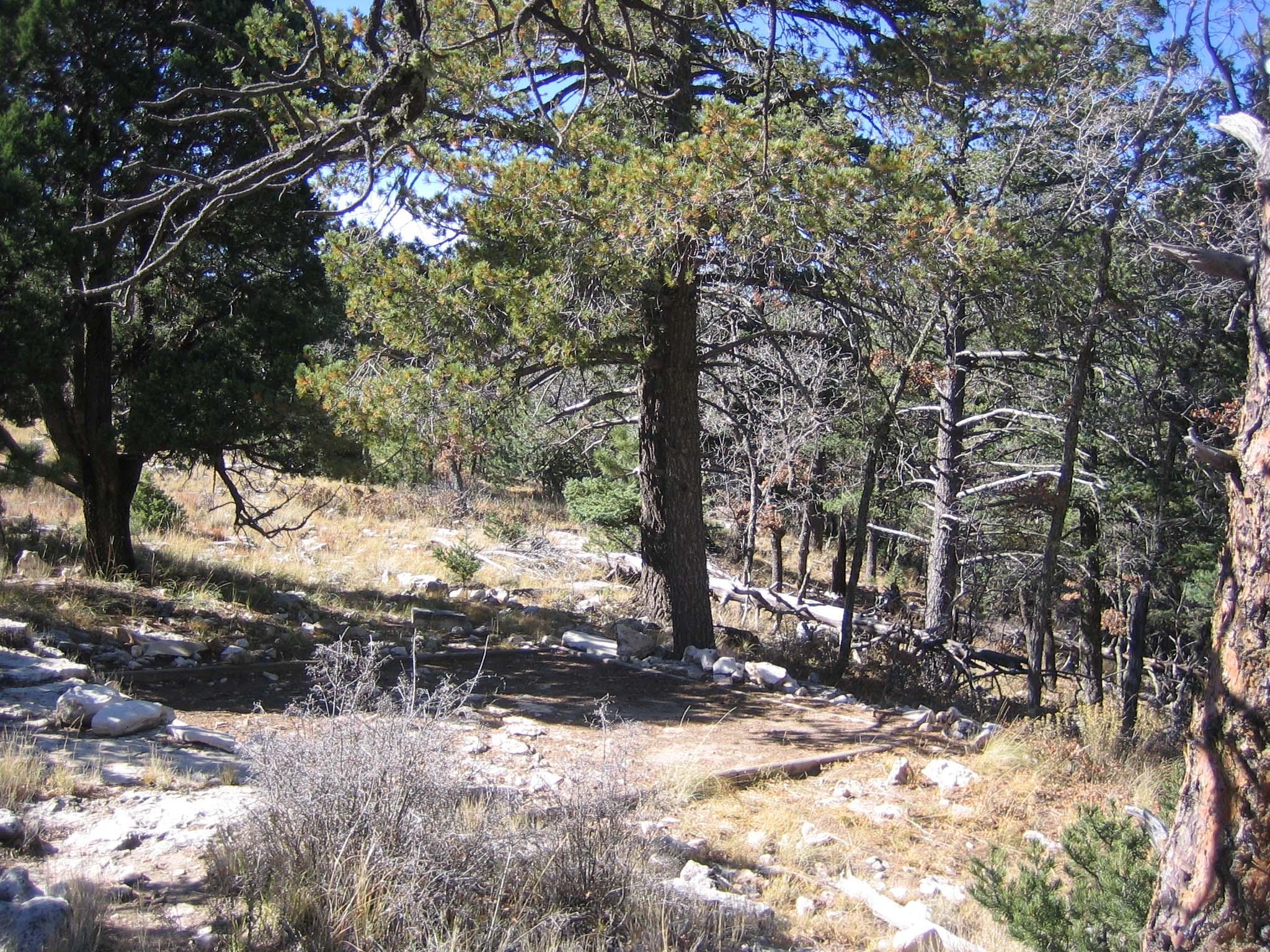 A hardened surface for a tent in a forest