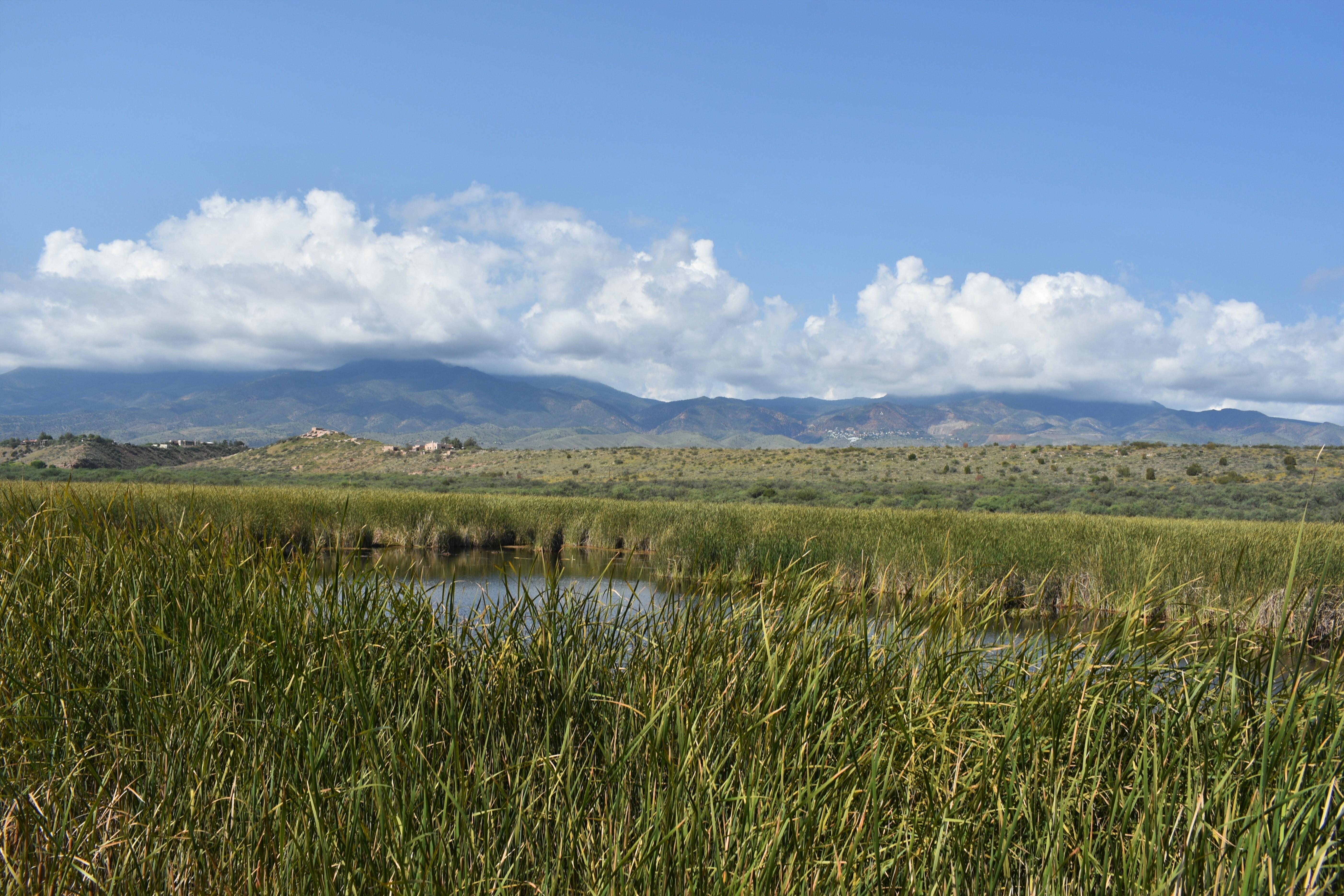 a green, vibrant wetland with a ridge with an adobe dwelling and mountains in the distance