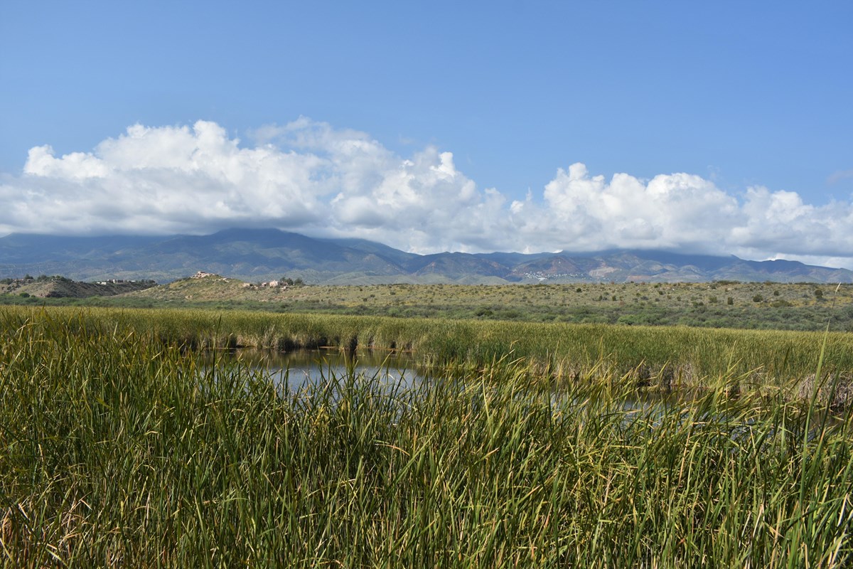 a green, vibrant wetland with a ridge with an adobe dwelling and mountains in the distance