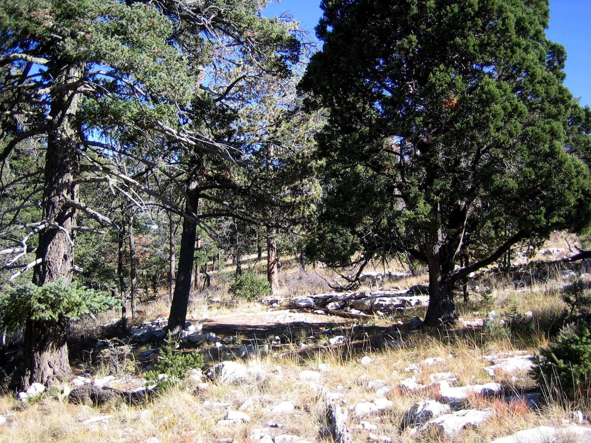 A hardened surface for a tent in a forest