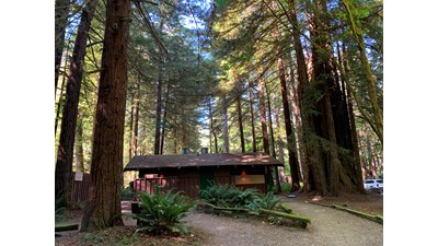 Wooden building underneath trees