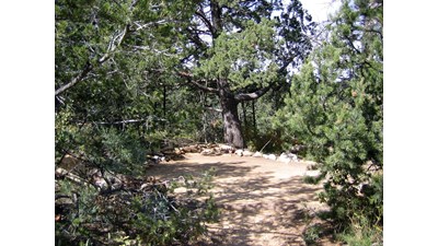 A hardened surface for tents in a forest