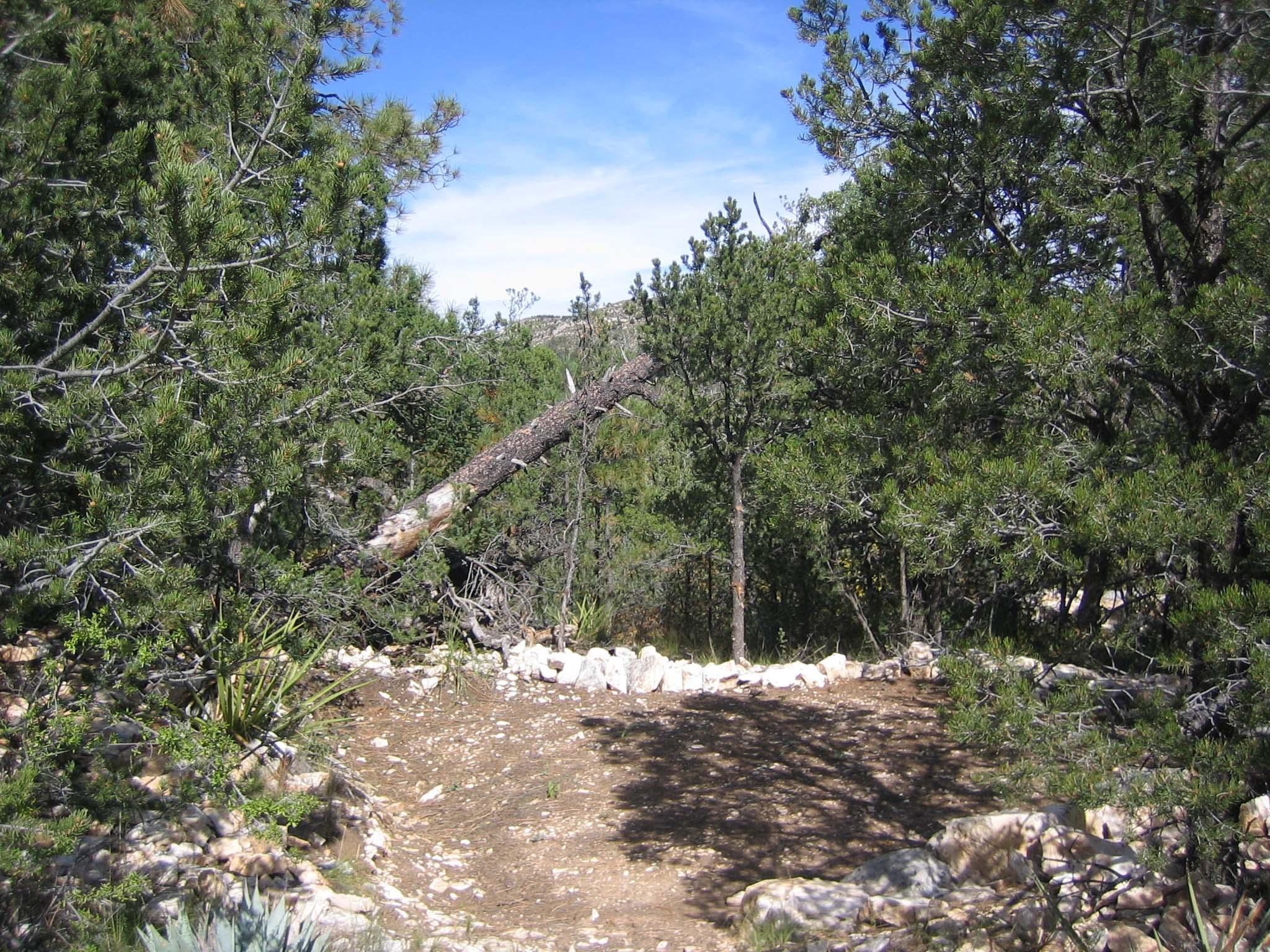 A hardened surface for a tent surrounded by trees