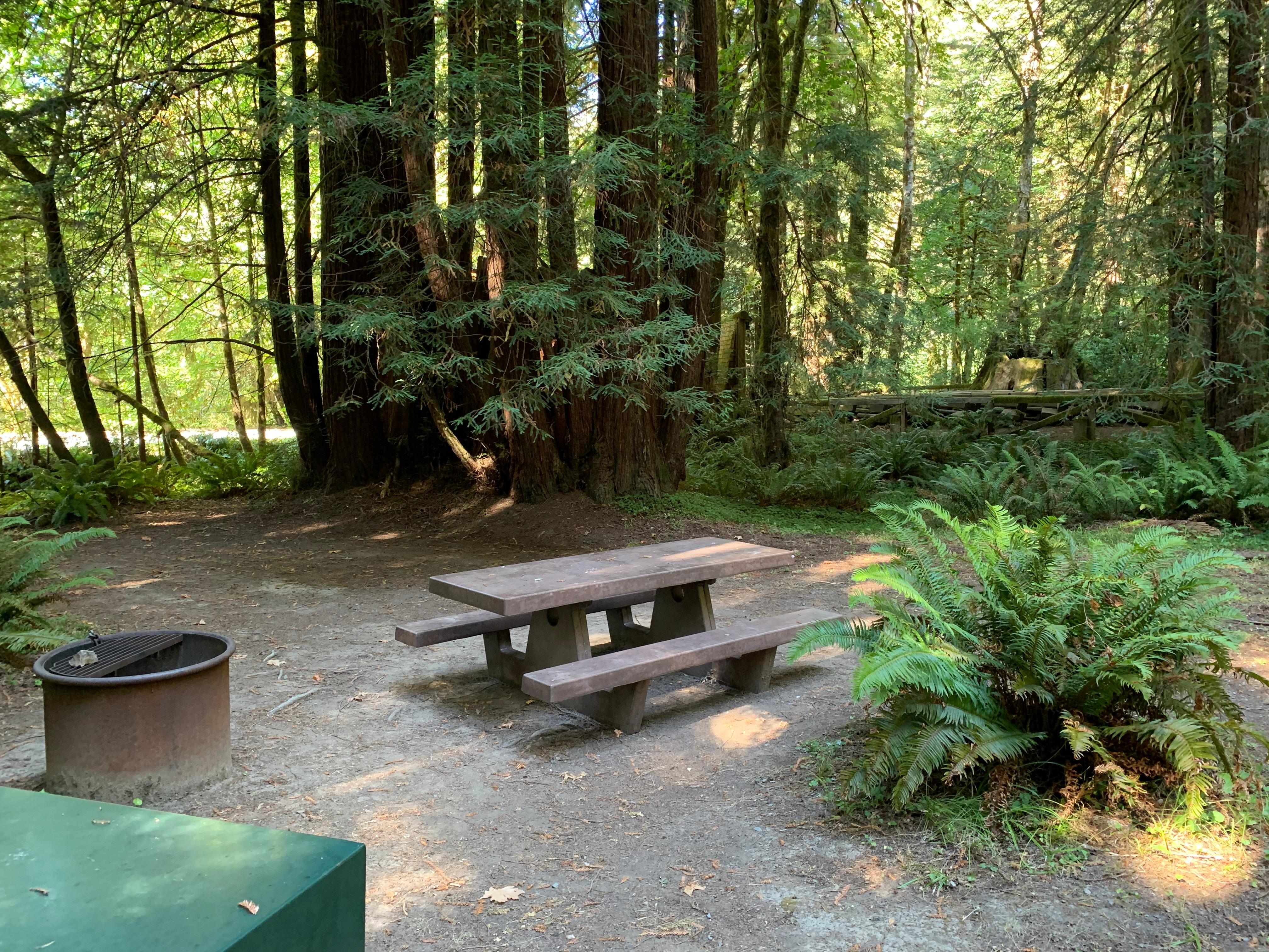 Picnic table, fire ring and food locker