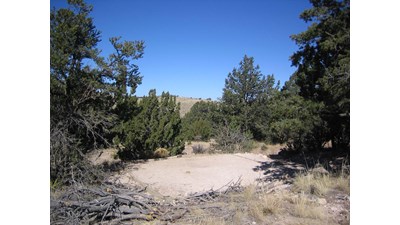 A hardened surface for a tent is located between small trees