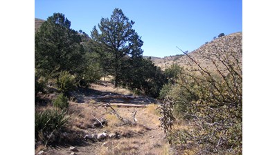 A hardened campsite below a few trees